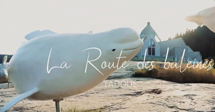 Whale Watching in Tadoussac