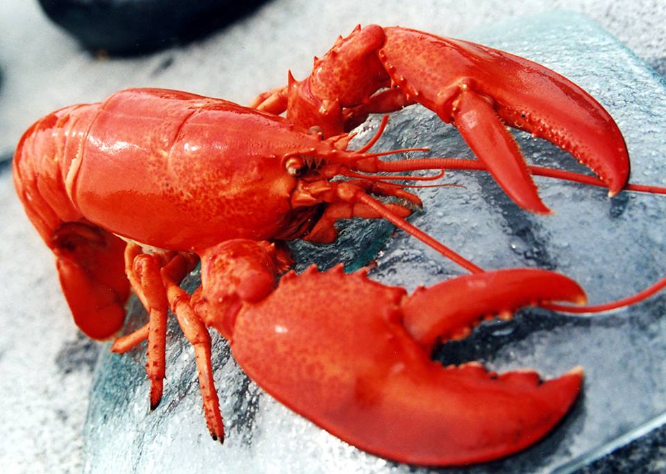 Mets fruits de mer Paris France